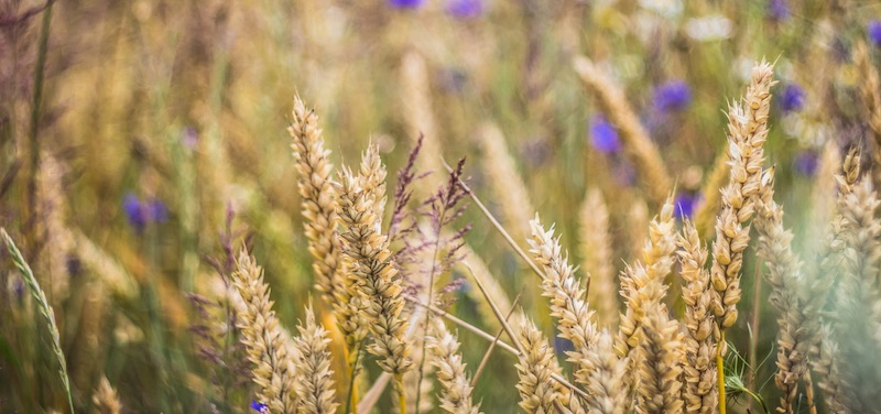 Autumn fields